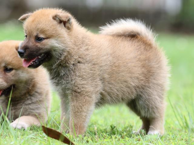 FP5A6289-shibainu FP5A6289-shibainu