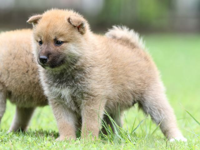 FP5A6304-shibainu FP5A6304-shibainu