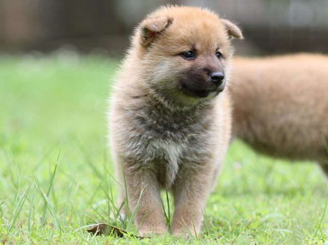 FP5A6351-shibainu FP5A6351-shibainu