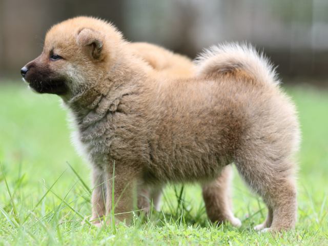 FP5A6363-shibainu FP5A6363-shibainu