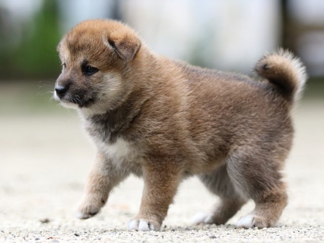 FP5A6455-shibainu FP5A6455-shibainu