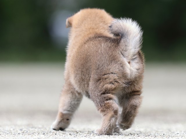 FP5A6516-shibainu FP5A6516-shibainu