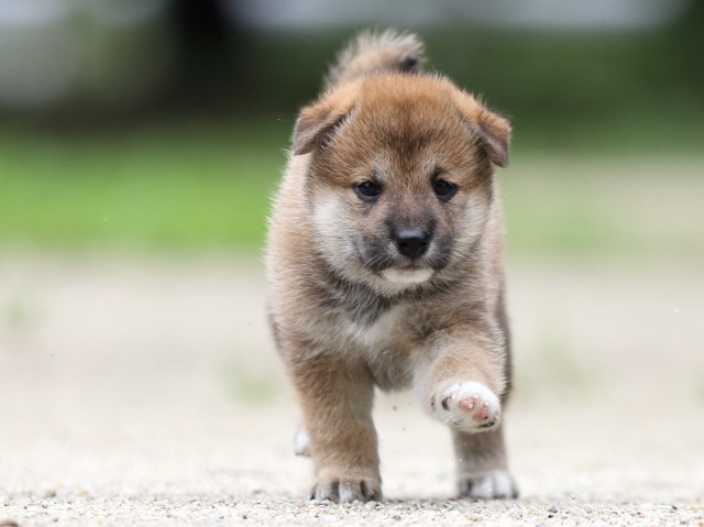 FP5A6540-shibainu FP5A6540-shibainu