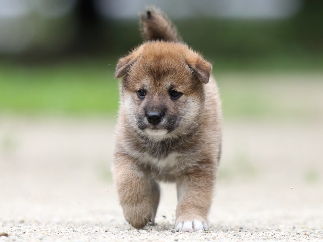 FP5A6541-shibainu FP5A6541-shibainu