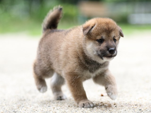 FP5A6577-shibainu FP5A6577-shibainu