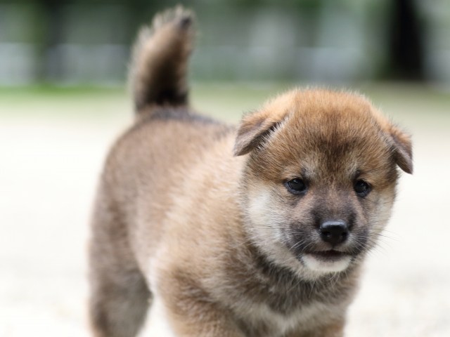 FP5A6580-shibainu FP5A6580-shibainu