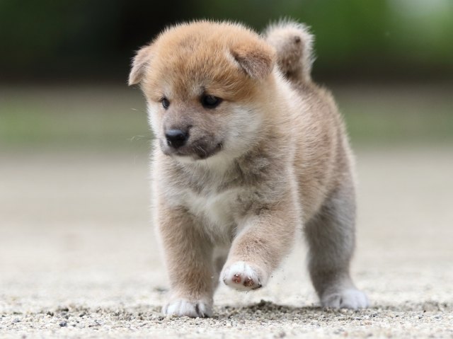 FP5A6665-shibainu FP5A6665-shibainu
