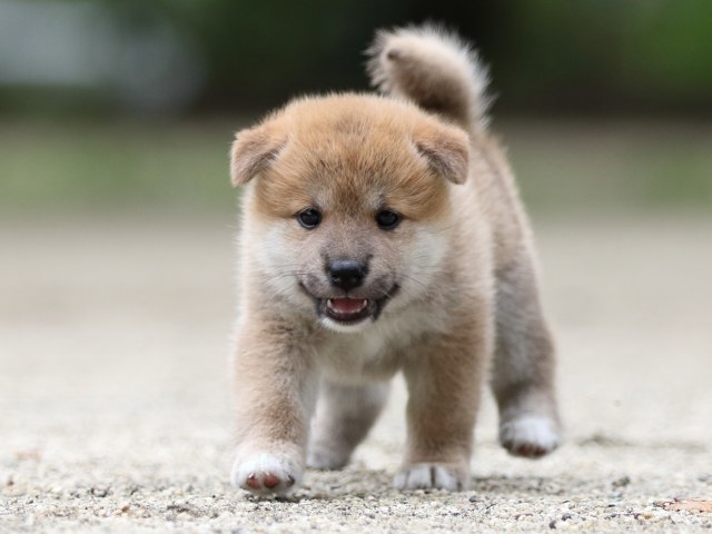 FP5A6669-shibainu FP5A6669-shibainu