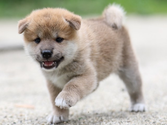 FP5A6693-shibainu FP5A6693-shibainu