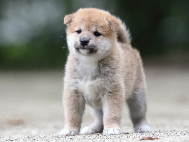 FP5A6714-shibainu FP5A6714-shibainu