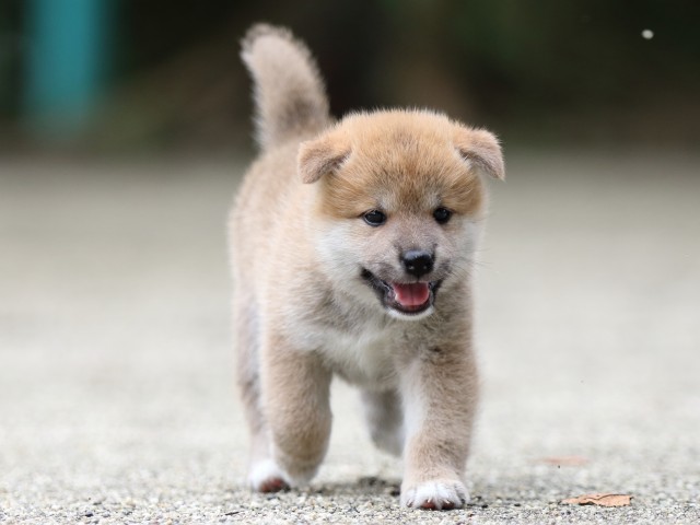 FP5A6765-shibainu FP5A6765-shibainu