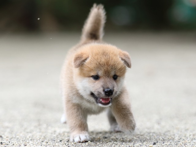 FP5A6768-shibainu FP5A6768-shibainu