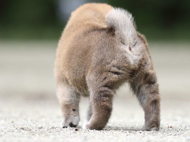 FP5A6827-shibainu FP5A6827-shibainu