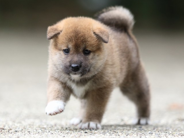 FP5A6856-shibainu FP5A6856-shibainu