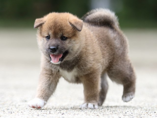 FP5A6886-shibainu FP5A6886-shibainu