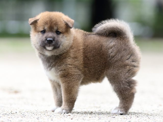 FP5A6905-shibainu FP5A6905-shibainu