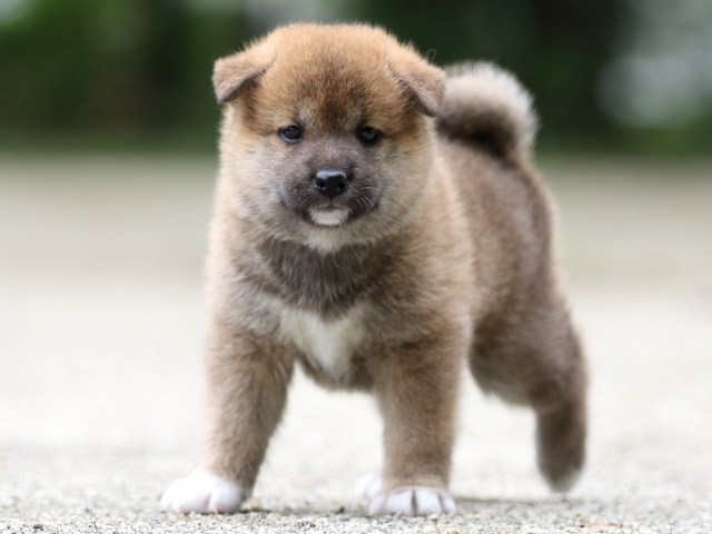 FP5A6973-shibainu FP5A6973-shibainu