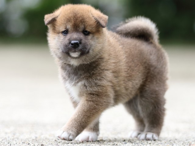 FP5A6976-shibainu FP5A6976-shibainu