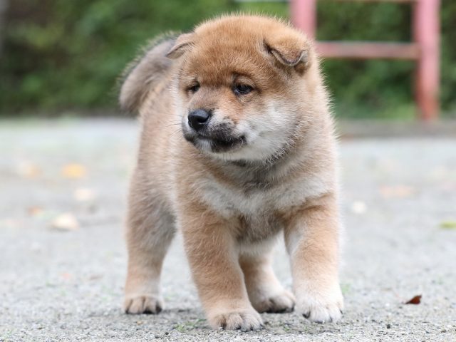 FP5A7141-shibainu FP5A7141-shibainu