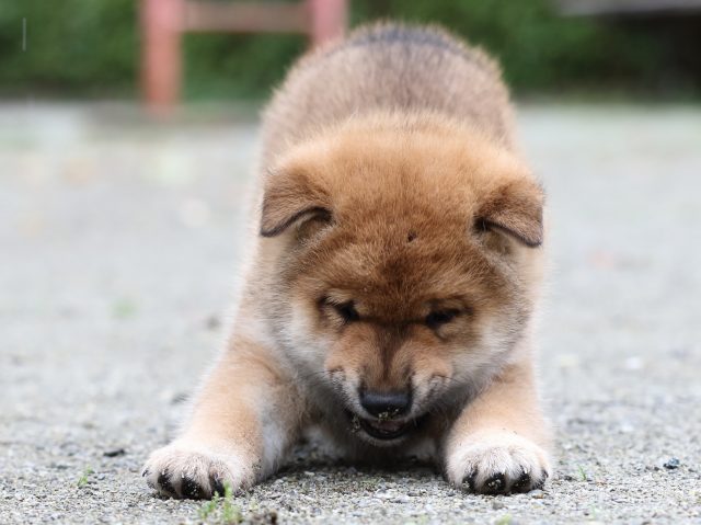 FP5A7168-shibainu FP5A7168-shibainu
