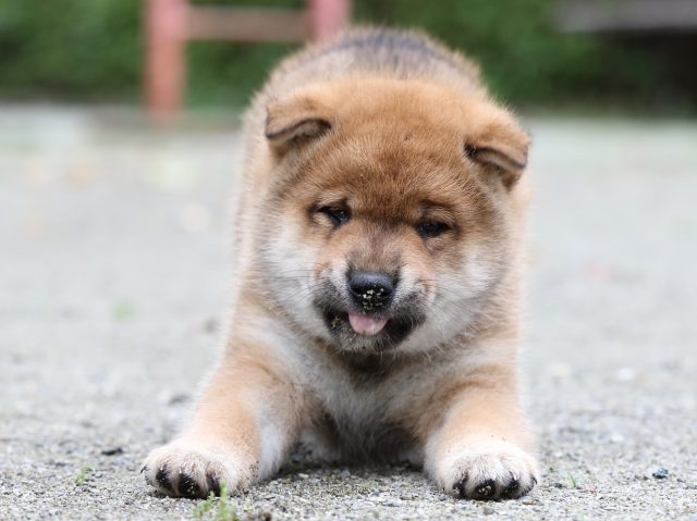 FP5A7170-shibainu FP5A7170-shibainu