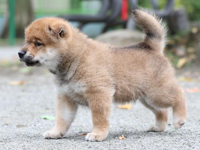 FP5A7216-shibainu FP5A7216-shibainu