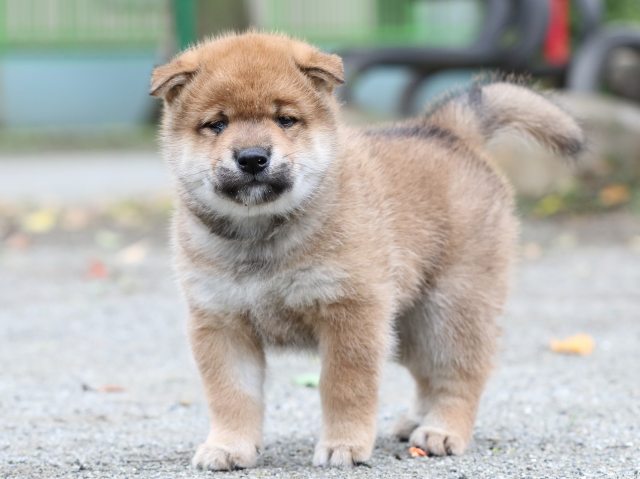 FP5A7223-shibainu FP5A7223-shibainu
