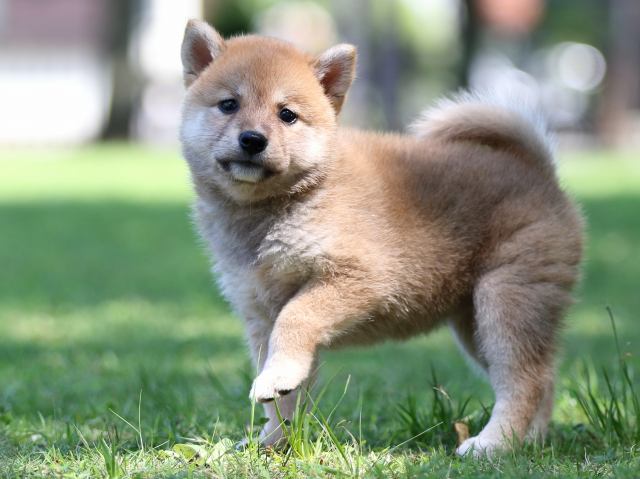 FP5A7857-shibainu FP5A7857-shibainu