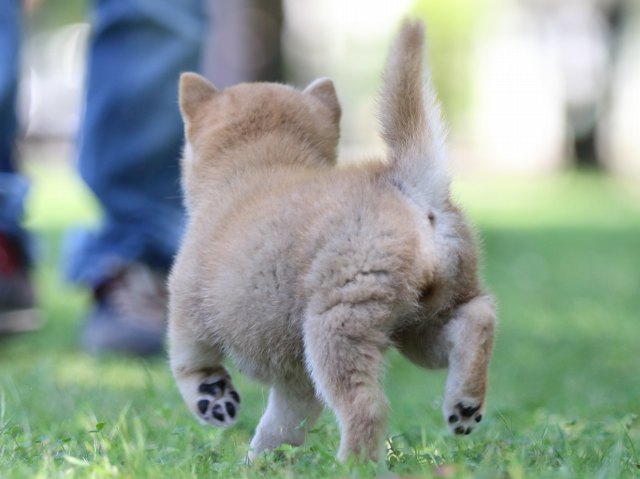 FP5A7966-shibainu FP5A7966-shibainu