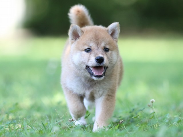 FP5A7980-shibainu FP5A7980-shibainu