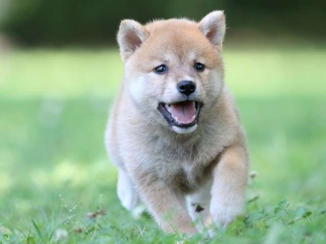 FP5A7982-shibainu FP5A7982-shibainu