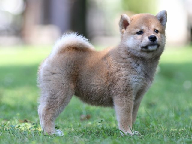 FP5A8032-shibainu FP5A8032-shibainu