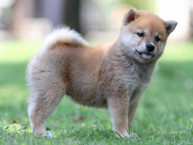 FP5A8041-shibainu FP5A8041-shibainu