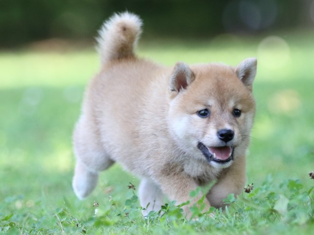 FP5A8067-shibainu FP5A8067-shibainu