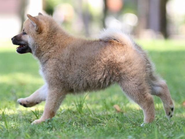 FP5A8112-shibainu FP5A8112-shibainu