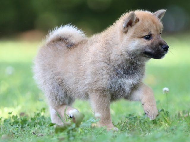 FP5A8119-shibainu FP5A8119-shibainu