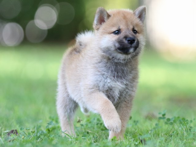 FP5A8125-shibainu FP5A8125-shibainu