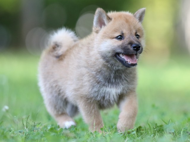 FP5A8261-shibainu FP5A8261-shibainu
