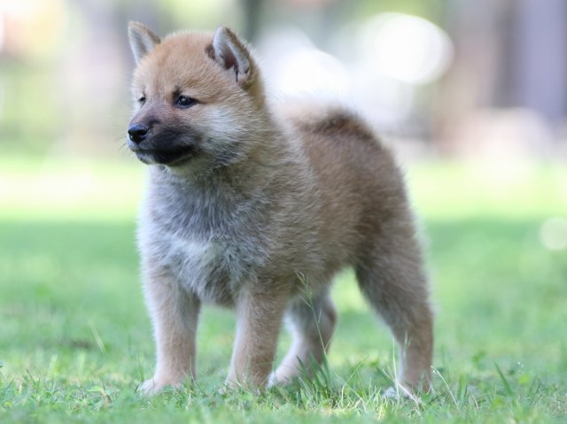 FP5A8299-shibainu FP5A8299-shibainu