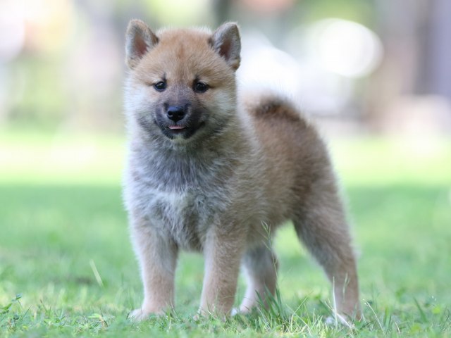 FP5A8315-shibainu FP5A8315-shibainu