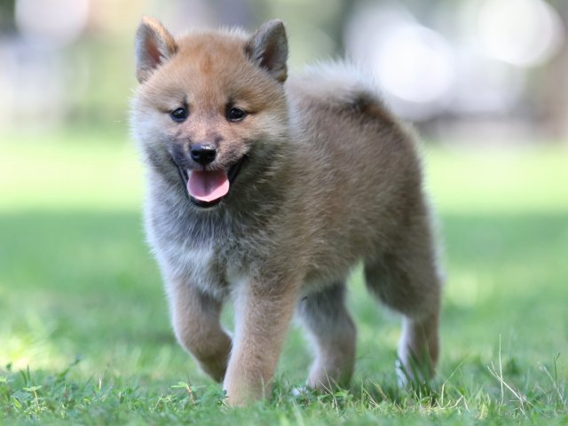 FP5A8320-shibainu FP5A8320-shibainu