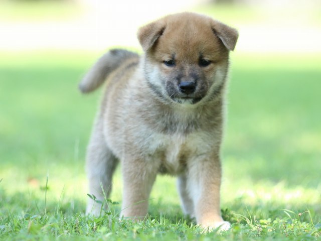 FP5A8335-shibainu FP5A8335-shibainu