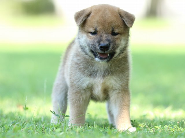 FP5A8345-shibainu FP5A8345-shibainu