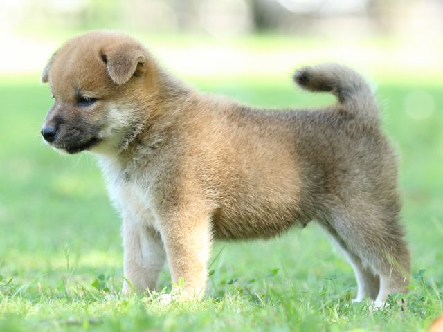 FP5A8437-shibainu FP5A8437-shibainu