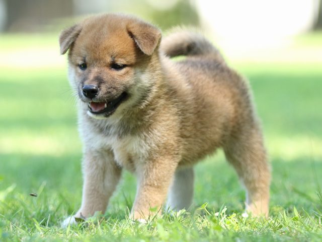 FP5A8454-shibainu FP5A8454-shibainu