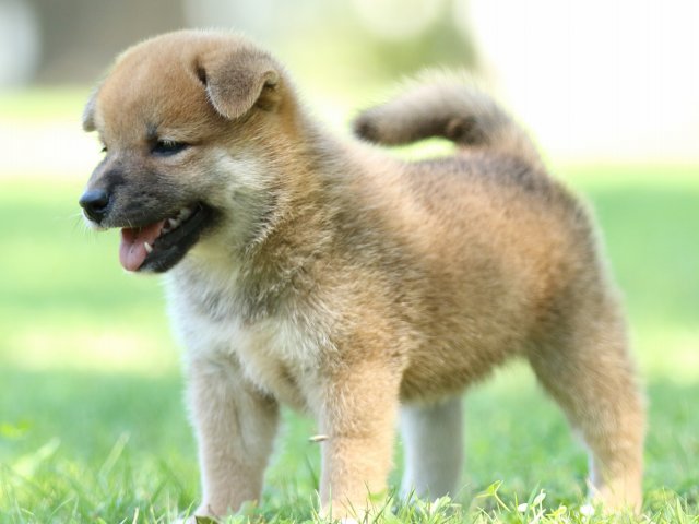 FP5A8461-shibainu FP5A8461-shibainu