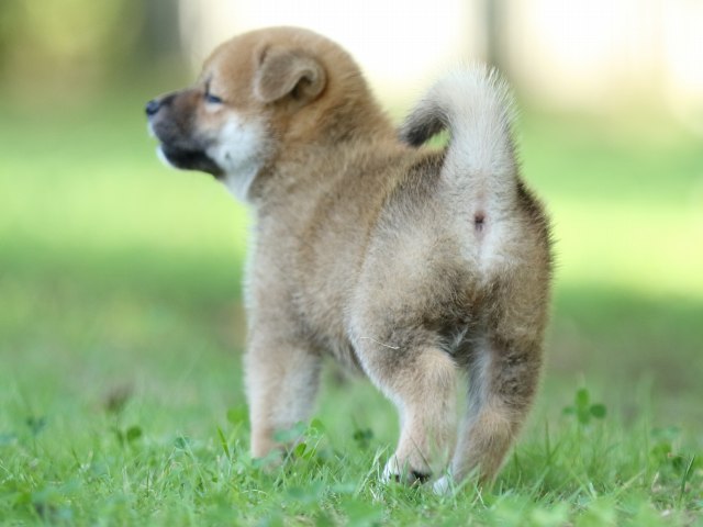 FP5A8529-shibainu FP5A8529-shibainu