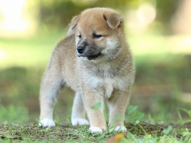 FP5A8537-shibainu FP5A8537-shibainu