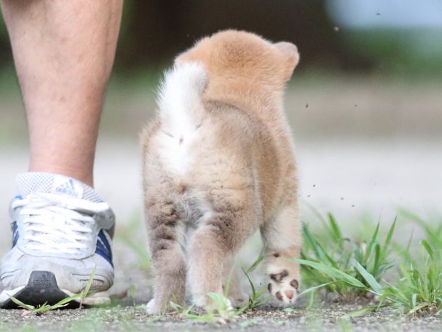 FP5A8572-shibainu FP5A8572-shibainu
