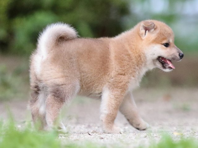 FP5A8699-shibainu FP5A8699-shibainu